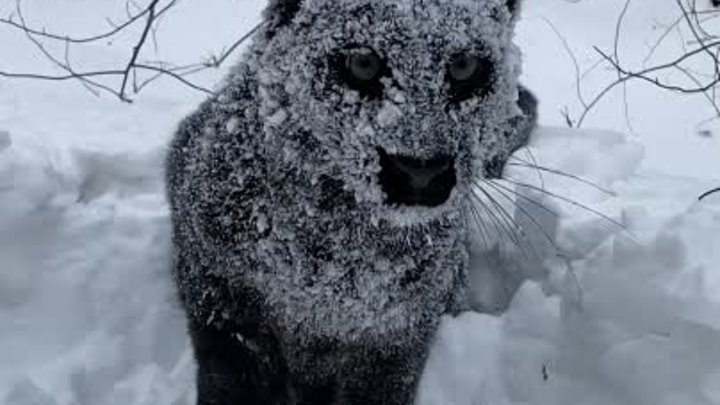 Чёрная пантера в шоке от Сибирских сугробов😅❄️
