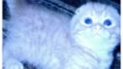 Шотландские котята помёт &quot;К&quot;, дата рожд. 14.07.14г