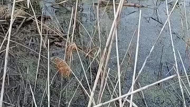 Нерест щуки, в такой интимный момент главное их не тревожить😊