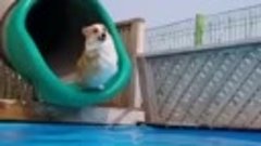 Корги прыгает в бассейн