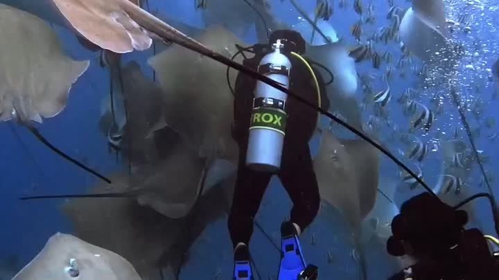 Подводное изобилие 
