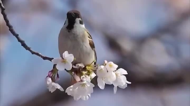 Желаю все мира, любви, радости.. Здоровья, веры, счастья и добра 🌷