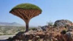 Эндемики острова Сокотра: драконовые деревья