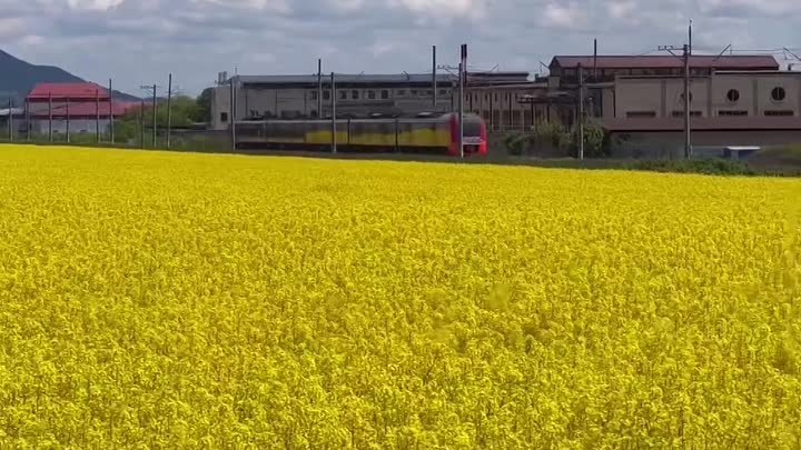😍 Рапсовые поля цветут на КМВ 🌼

📹 artemmeletov

#ессентуки #кмв