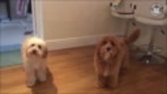 Супер счастливые собаки, подборка видео о смешных собаках