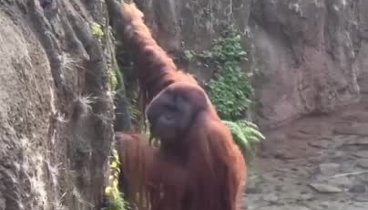 Борнейский Орангутан