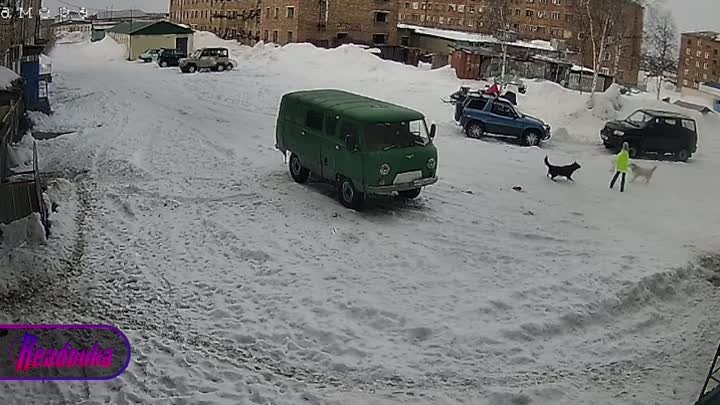 Стая собак напала на ребëнка