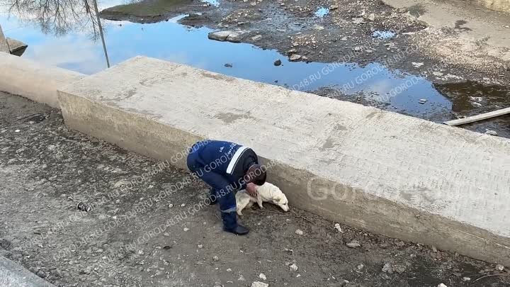 Спасатели вытащили из Комсомольского пруда обессилившую белую собаку
