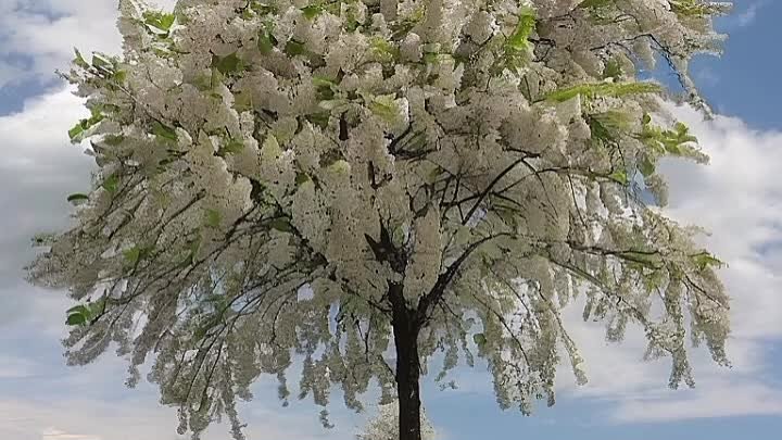 А сердце верит