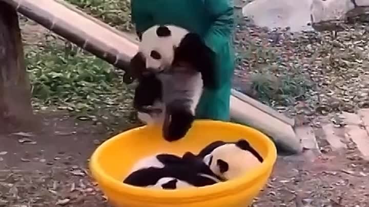 Самая няшная работа - смотритель и обниматель панд
