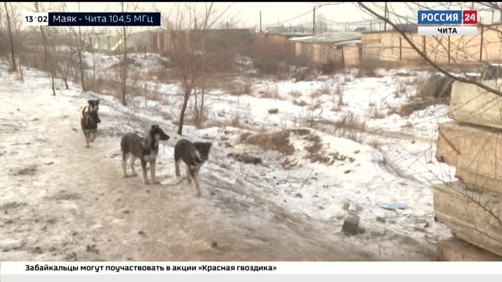 Отлов бродячих собак, ремонт дворов и пожары. Какие вопросы обсудили ...