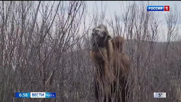 Верблюды подсобного хозяйства Агинского дацана вышли на весеннюю про ...