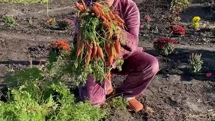 Классный способ как в несколько раз ускорить всходы семян моркови