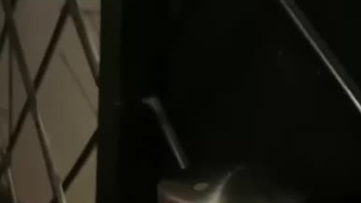 Таракана нашли в одном гастробаре Читы