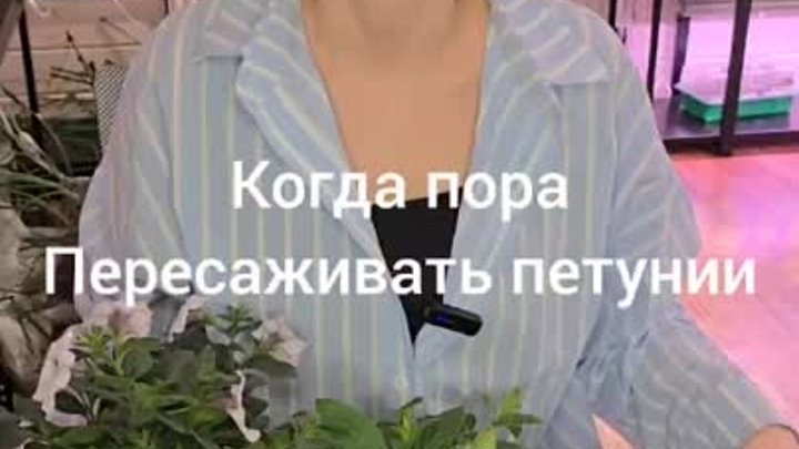 Когда пора пересаживать петунии.mp4