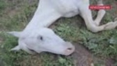 На поле в Ставропольском крае умирает еще одна лошадь