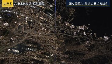 報道ステーション 240329 動画 「紅麹サプリ」健康被害の原因物質はプベルル酸か | 2024年3月29日