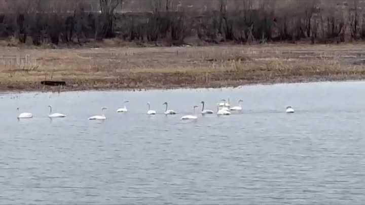 Лебеди на Выльгортских озёрах