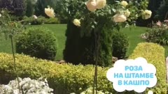 Роза на штамбе в кашпо
