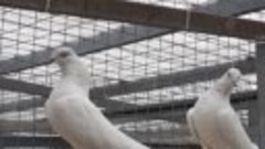 Кобрашейные пакистанские голуби 