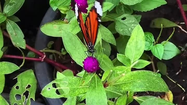 Парк бабочек в Бангкоке 🦋