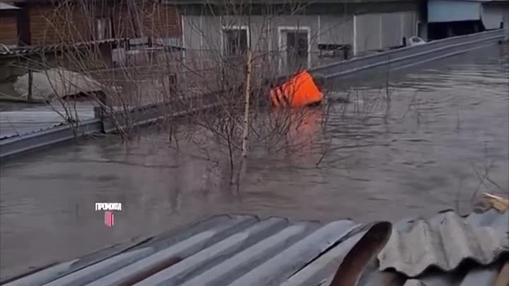 Спасение двух алабаев на цепи в наводнение https://ok.ru/housegarden