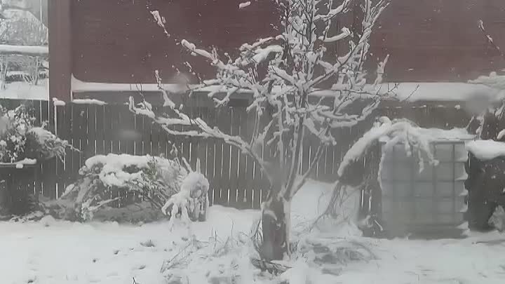 Сегодня в Костромской области выпал снег