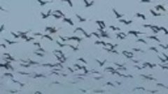 Магадан ,тысячи гусей над городом