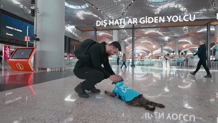 Собаки-психологи в аэропорту Стамбула