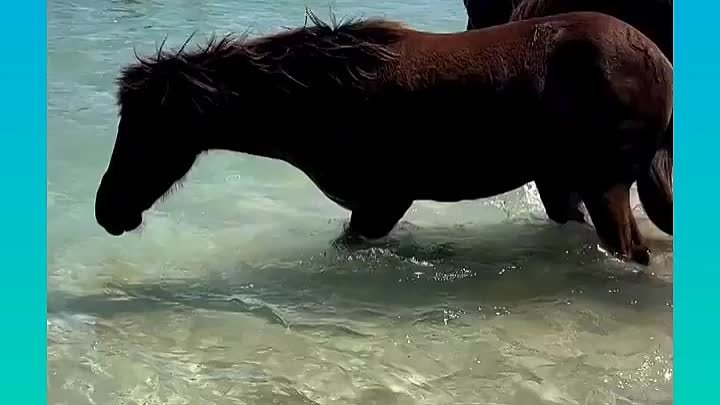 Лошади тоже любят море!