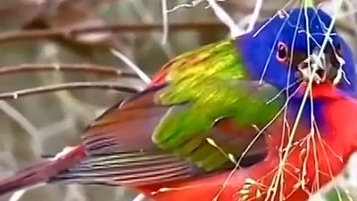 Держи птицу счастья - виДео группы ТВ КАДР