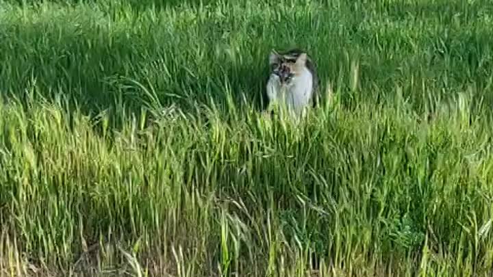 Видео от город-курорт Анапа