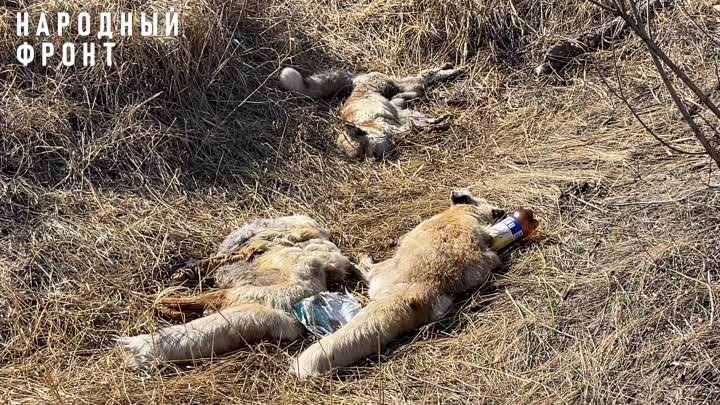 ❗️😱Мертвых лисиц и коровьи головы обнаружили на КСК недалеко от жил ...