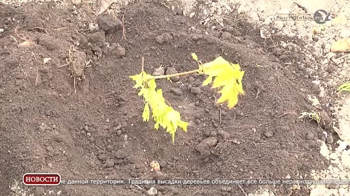 Адм Посадка деревьев на Расковой