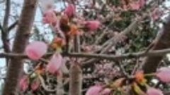В Ботаническом саду Владивостока зацвела сакура
