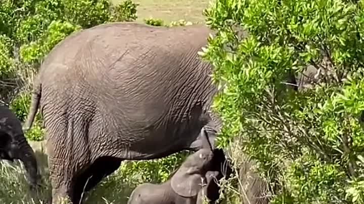 Этому слоненку всего месяц ❤️🐘 Снято в заповеднике Масаи-Мара в Кении