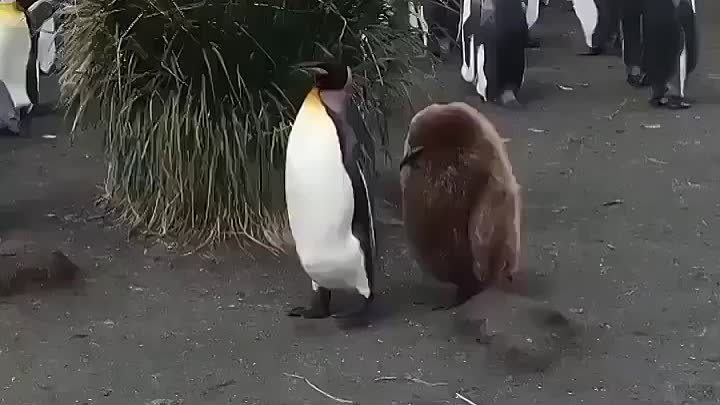 Королевский пингвин и его ребёныш