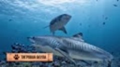 100 Самых Опасных Встреч с Акулами, Снятых На Камеру
