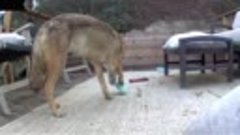 Бродячий пес поиграл с детскими игрушками, но оказался волко...