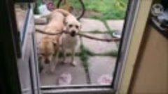 Смешные собаки-питомцы видео подборка