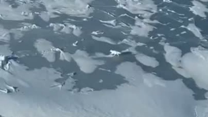 Песец устроил забег наперегонки с атомным ледоколом «Сибирь»