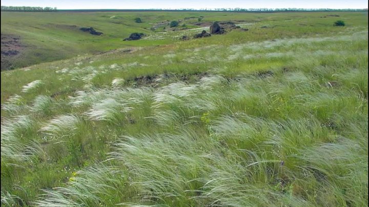 Дикое поле фото Дикое поле фото