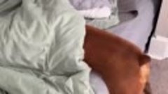 Боксерская собака падает с кровати играя с одеялами
