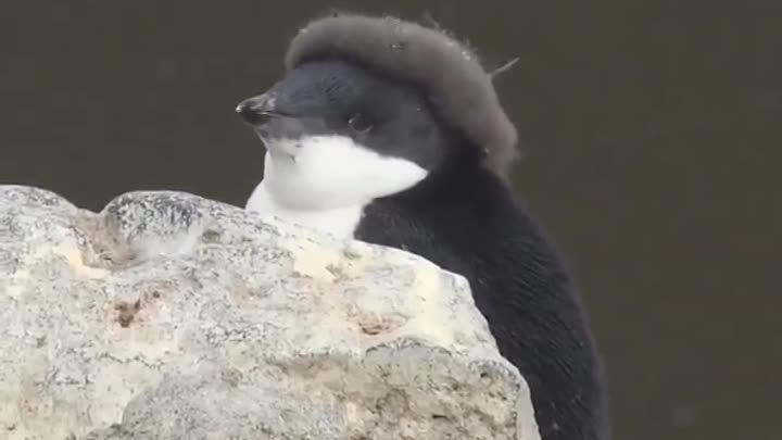 Пингвиненок линяет