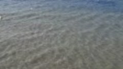 Несколько дельфинов резвились на пляже..05.03.24г. Анапа. 