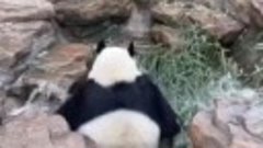 Панда устраивает истерику