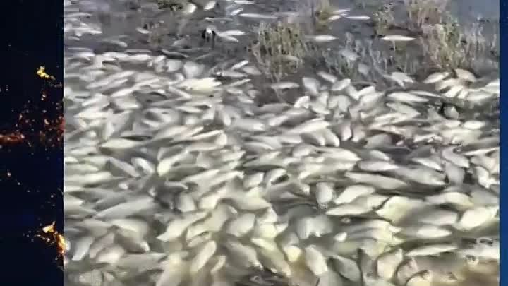 Новые виды рыбалки.