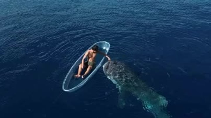 🇮🇩 Индонезия - Дружелюбная китовая акула у берегов острова Сулавеси