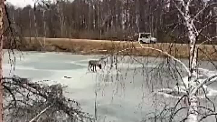 Жители Якутии оказали помощь оленю