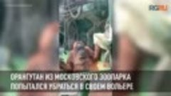 Орангутан из Московского зоопарка попытался убраться в своем...